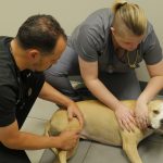 Veterinários do Texas