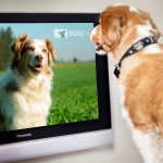 DOGTV