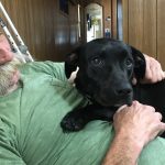 De Abandonados a Supercães