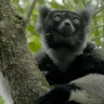 A Incrível Madagascar