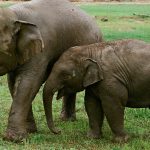 NatGeo Wild comemora o Dia Mundial do Elefante