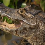 Lei da Sobrevivência