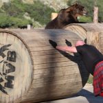 Quem Vence: Homem Ou Fera?