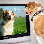 dogtv