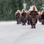 Epic Yellowstone