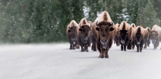 Epic Yellowstone