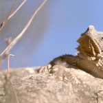 Pequenos Gigantes da Natureza
