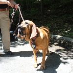 Pequenas Cidades em Pânico