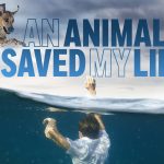 an-animal-saved-my-life